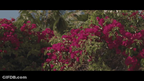 A Man With Dreadlocks Is Standing On A Balcony Overlooking A Body Of Water GIF