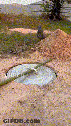 A Manhole Cover With A Green Hose Attached To It And A Bird Sitting On Top Of A Pile Of Dirt .. GIF