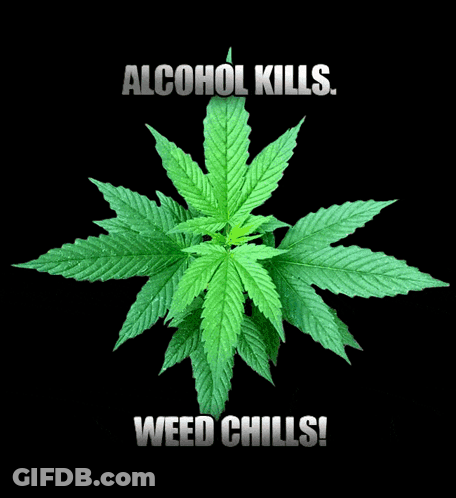 A Marijuana Leaf With The Words Alcohol Kills Weed Chills GIF
