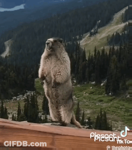 A Marmot Standing On Its Hind Legs With The Word Pereee Written On The Bottom GIF