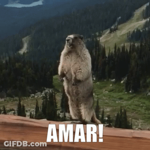 A Marmot Stands On Its Hind Legs In Front Of A Mountain With The Word Amar Below It GIF