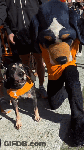 A Mascot Is Kneeling Next To A Dog Wearing An Orange Shirt With The Letter T On It GIF