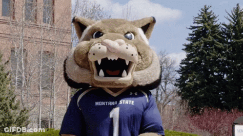 A Mascot Wearing A Montana State Jersey With The Number 1 GIF
