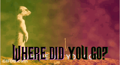 A Meerkat Is Standing On A Hill With The Words Where Did You Go GIF