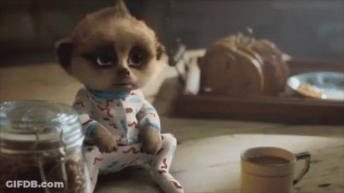 A Meerkat Sits Next To A Cup Of Coffee GIF