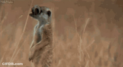 A Meerkat Wearing Glasses Looks Very Surprised GIF