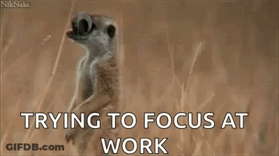 A Meerkat Wearing Sunglasses With The Words `` Trying To Focus At Work '' On It . GIF