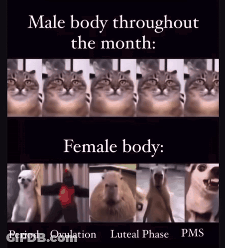 A Meme Shows A Male Body Throughout The Month And A Female Body GIF