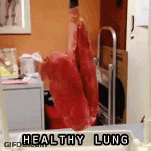 A Model Of A Healthy Lung Is Hanging From A Ladder GIF