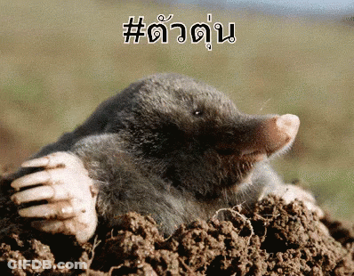 A Mole Is Sticking Its Head Out Of A Hole In The Ground With A # Written On The Bottom GIF