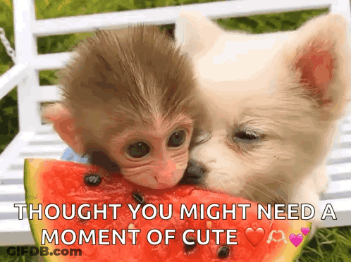 A Monkey And A Dog Are Eating A Slice Of Watermelon With The Caption " Thought You Might Need A Moment Of Cute " GIF