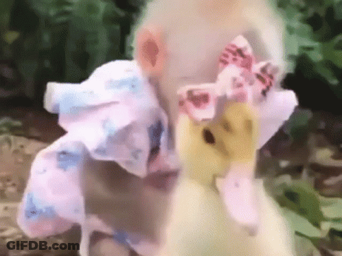 A Monkey And A Duck Are Standing Next To Each Other . The Monkey Is Wearing A Pink Bow On Its Head . GIF