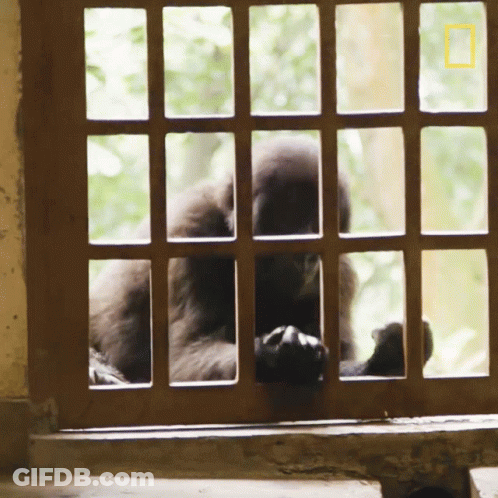 A Monkey Behind Bars With A National Geographic Logo On The Bottom Left GIF