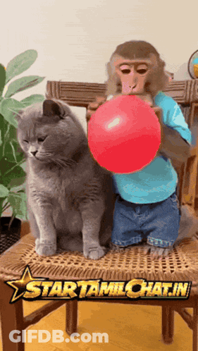 A Monkey Blowing Up A Red Balloon Next To A Cat On A Chair GIF