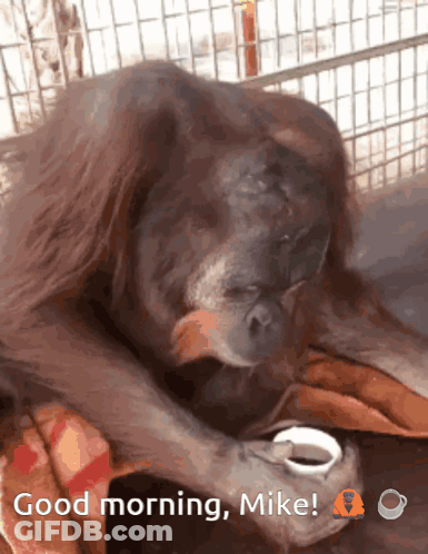 A Monkey Holding A Cup Of Coffee With The Words Good Morning Mike GIF
