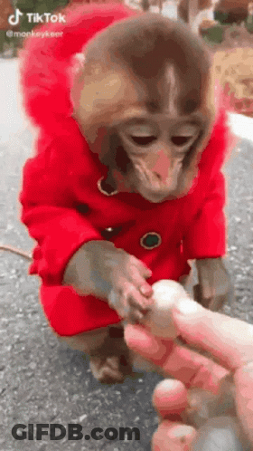 A Monkey In A Red Coat Is Holding A Person 'S Finger . GIF