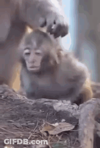 A Monkey Is Being Groomed By Another Monkey While Sitting On A Rock . GIF
