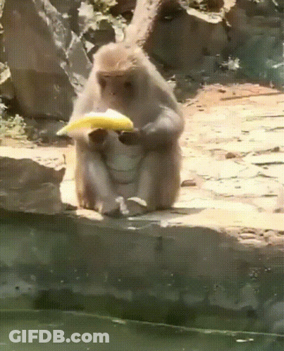 A Monkey Is Eating A Banana By A Pool GIF