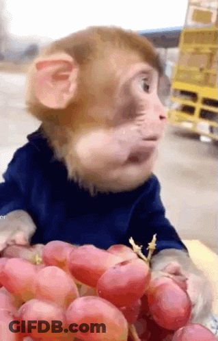 A Monkey Is Eating A Bunch Of Grapes And Making A Funny Face GIF