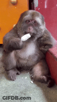A Monkey Is Eating An Ice Cream Cone On The Floor GIF
