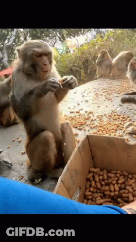 A Monkey Is Eating Peanuts Next To A Box Of Peanuts GIF