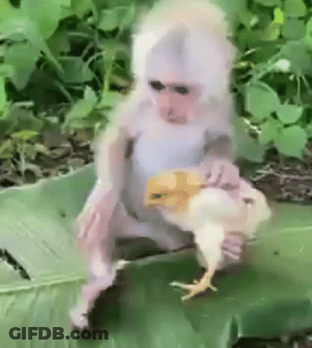 A Monkey Is Holding A Chicken In Its Arms While Wearing Sunglasses . GIF