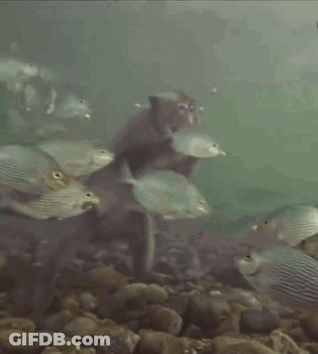 A Monkey Is Holding A Fish While Swimming In The Water GIF