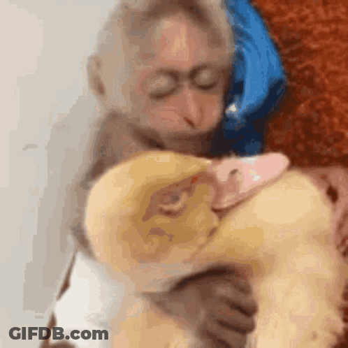 A Monkey Is Holding A Stuffed Duck In Its Arms GIF