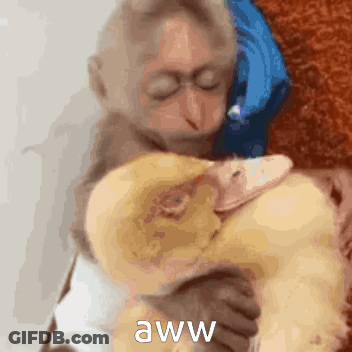 A Monkey Is Hugging A Stuffed Duck With The Words Aww On The Bottom . GIF