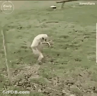 A Monkey Is Jumping Over A Wire Fence In A Field . GIF