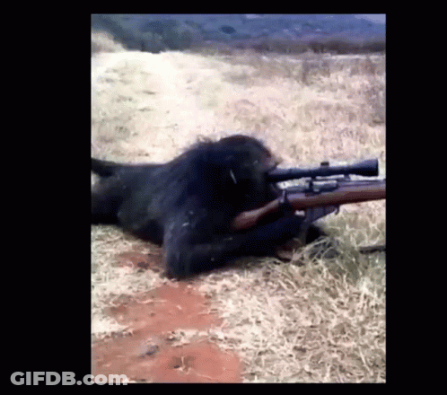 A Monkey Is Laying Down With A Rifle In Its Mouth GIF
