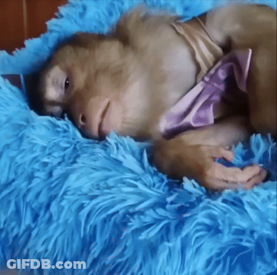 A Monkey Is Laying On A Blue Blanket With A Pink Bow Tie Around Its Neck GIF