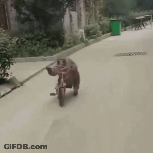 A Monkey Is Riding A Bicycle On A Street GIF