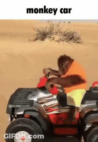 A Monkey Is Riding An Atv In The Desert With The Caption Monkey Car GIF