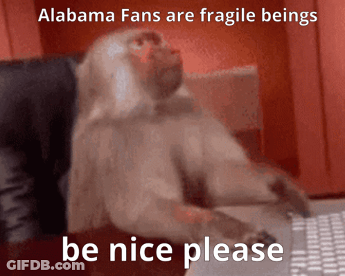 A Monkey Is Sitting At A Desk With The Words " Alabama Fans Are Fragile Beings Be Nice Please " Above It GIF