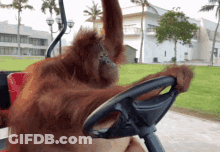 A Monkey Is Sitting In A Golf Cart With A Steering Wheel GIF