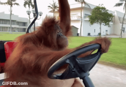A Monkey Is Sitting In A Golf Cart With Its Arm Up GIF