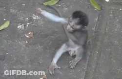 A Monkey Is Sitting In A Puddle Of Water With Leaves Around It . GIF