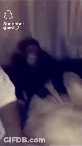 A Monkey Is Sitting On A Bed In A Snapchat Video GIF