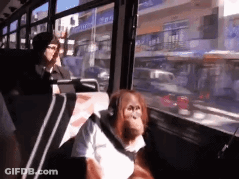 A Monkey Is Sitting On A Bus Next To A Woman GIF