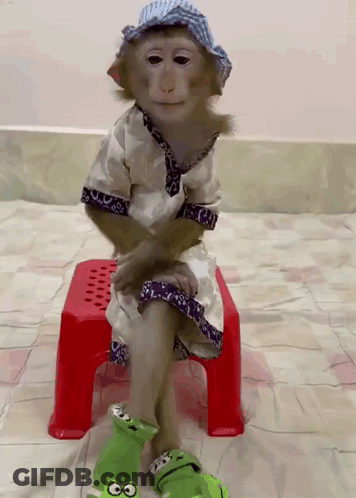 A Monkey Is Sitting On A Red Stool Wearing A Hat And Socks GIF
