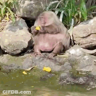 A Monkey Is Sitting On A Rock Eating A Piece Of Fruit GIF