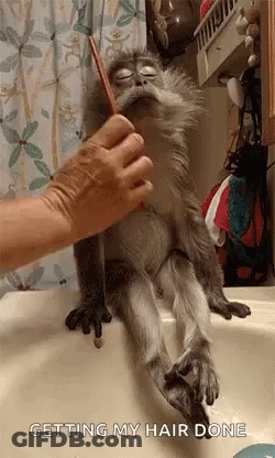 A Monkey Is Sitting On A Sink Getting Its Hair Done . GIF