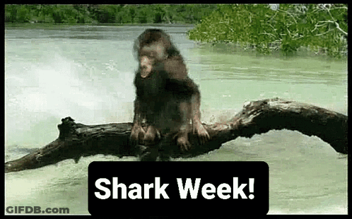 A Monkey Is Sitting On A Tree Branch In The Water With A Sign That Says Shark Week . GIF