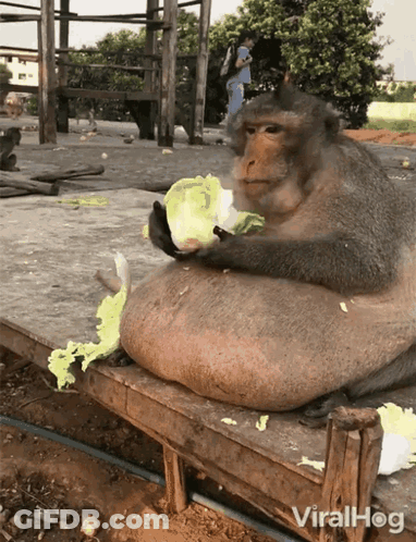 A Monkey Is Sitting On A Wooden Bench Eating Lettuce With The Words Viralhog Written Below It GIF