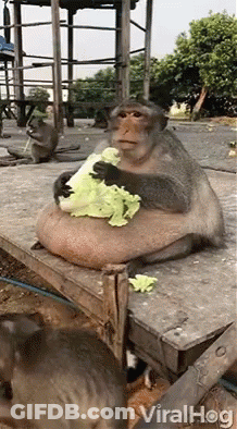 A Monkey Is Sitting On A Wooden Table Eating A Piece Of Lettuce . GIF