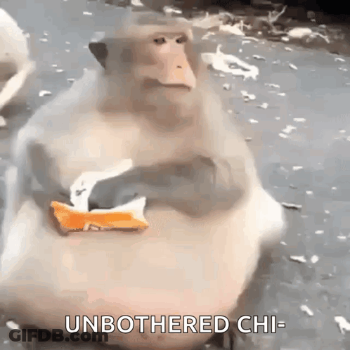A Monkey Is Sitting On The Ground Eating A Piece Of Food And Says `` Unbothered Chi '' . GIF