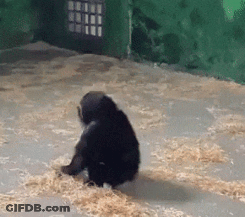A Monkey Is Sitting On The Ground In A Cage With Hay GIF