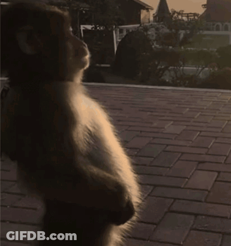 A Monkey Is Sitting On The Ground Looking Down At Something GIF