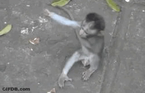 A Monkey Is Sitting On The Ground With Its Hands Up . GIF